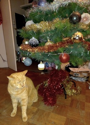 chat devant un sapin de Noel