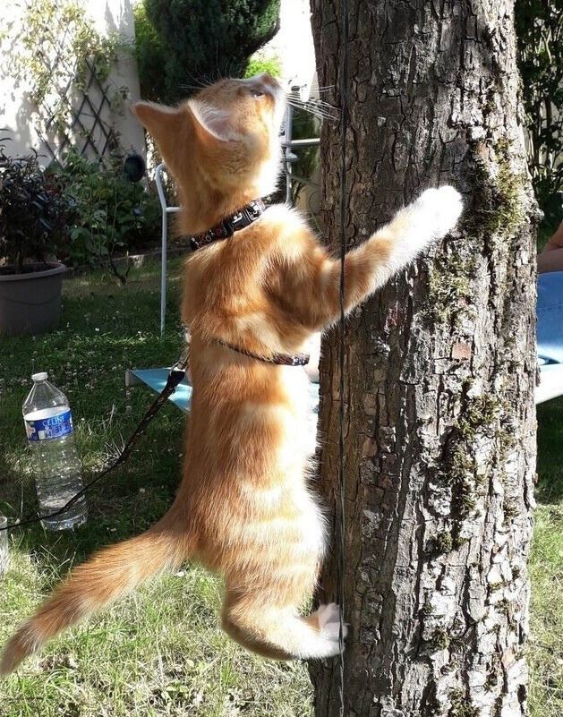 Un chaton grimpe à un arbre