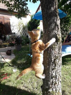 chaton qui grimpe à un arbre