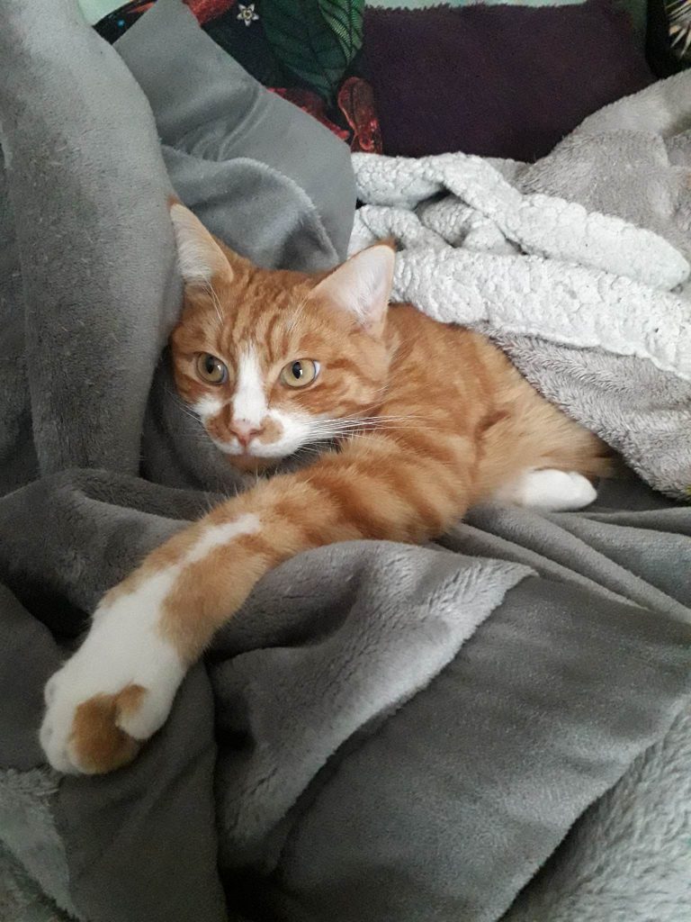 Chaton allongé dans un canapé avec des plaids
