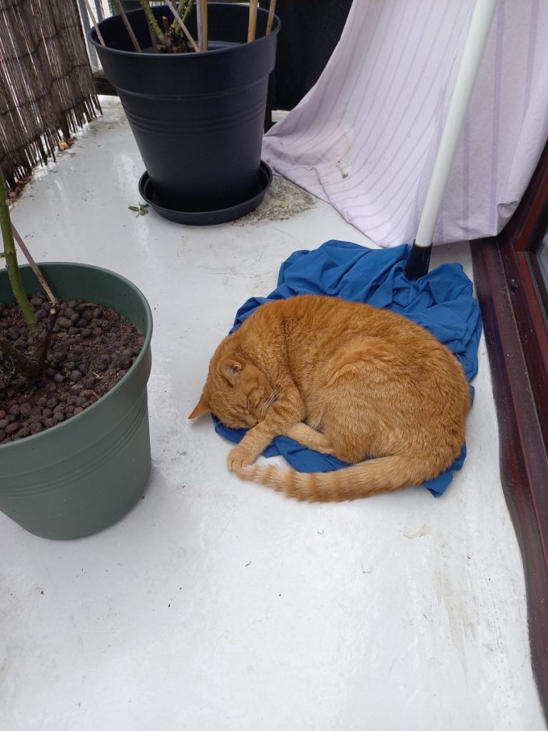 un chat roulé en boule dort sur un balcon