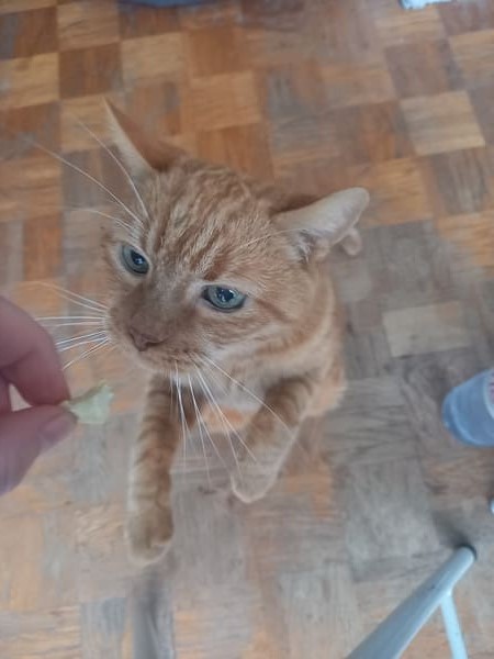 Un chat veut manger ce que sa maitresse lui donne